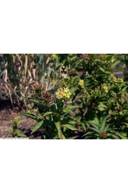 Diervilla sessilifolia ’Butterfly’